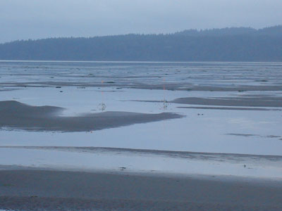 Tidal flats at low tide with ponded water owing to strong south-westerly winds.