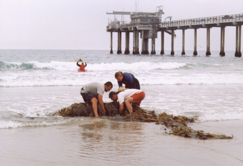 Anil Shukla, Bill Boyd, and Lynn Yarmey move a large tree of macrocystis kelp away from the sensors. 