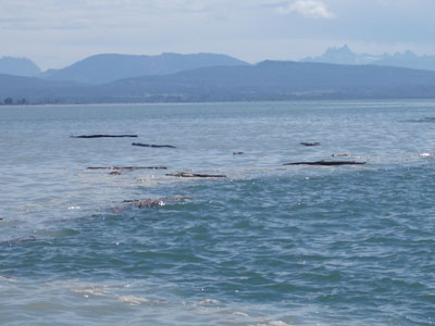 Front between fresher river water and saltier bay water.