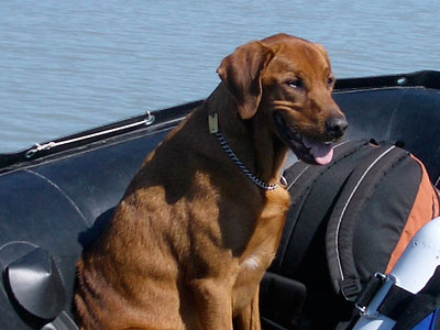 Whit guarding the boat and gear during dive operations.