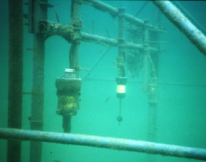 A close up view of a SPUVT frame under water a few days after being deployed.